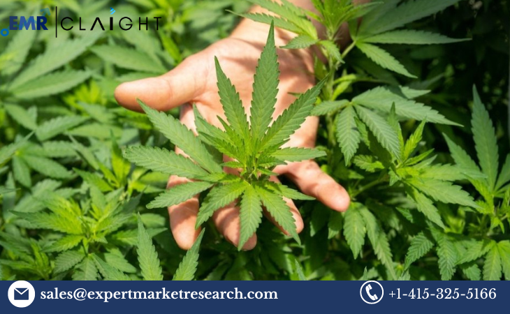 United States Medical Cannabis Market: Market Analysis, Trends, and Projections (2024-2032)